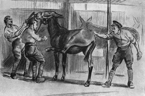 Mounted Prints: Grooming a mule, WW1