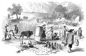 Hong Prints: Harvesting rice in Hong Kong