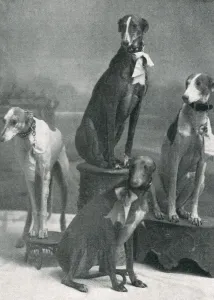 1901 Prints: Herberts Dogs at the Hippodrome