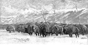 Storm Prints: Herd of Buffalo in a blizzard, 1887