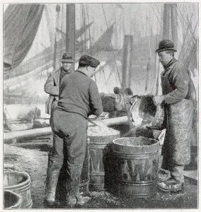 Packing Prints: Herring Fishery on the East Coast 1902