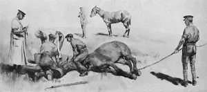 Operations Prints: Horse having operation under chloroform, WW1