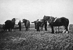 Farm Prints: Horses commandeered 1914