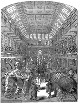 John Prints: Hunterian Museum Royal College Surgeons Iln Import