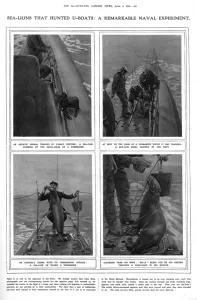 Lion Prints: ILN page on submarine hunting sea lions, WW1