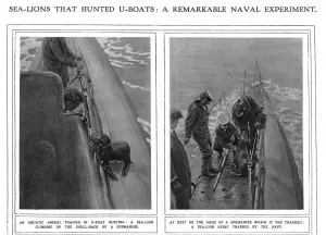 Lion Prints: ILN page on submarine hunting sea lions, WW1
