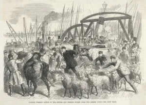 Cattle Prints: Imported Cattle at Docks