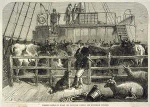 Cattle Prints: Importing Cattle 1865