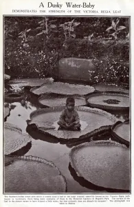 Legs Prints: Indian boy sitting on Victoria Regia water lily leaf