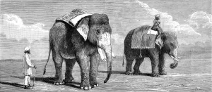 Year Prints: Indian Elephants belonging to the Rajah of Puttiala, 1884