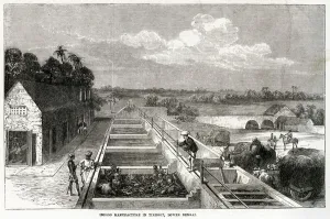 Carts Prints: Indigo manufacture in Tirhoot 1869