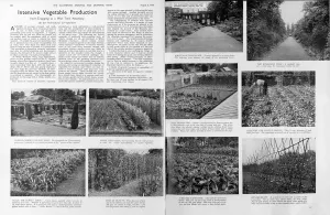 1940 Prints: Intensive vegetable production, 1940