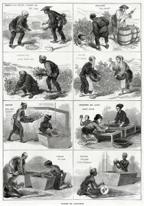 Picking Prints: Japanese tea cultivation 1874
