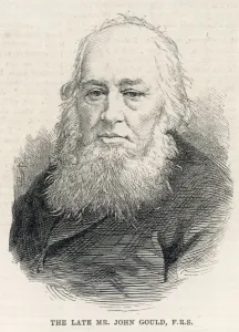 Gould Prints: JOHN GOULD