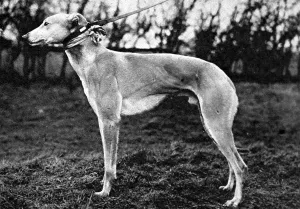 Course Prints: Jovial Judge, Winner of the 1926 Waterloo Cup