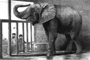 Feeding Prints: Jumbo the elephant