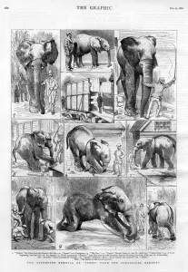 Departure Prints: Jumbo the elephant: his attempted removal