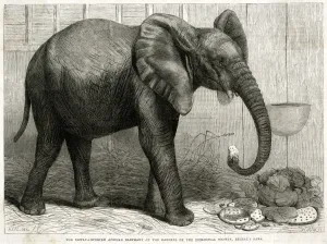 Elephants Prints: Jumbo the elephant at Regents Park, 1865
