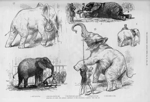Dec17 Prints: Jumbo the elephant in his younger days