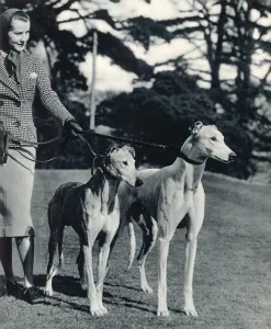 Animal Prints: Lady and Greyhounds