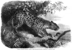 Regent Prints: Leopard up a Tree