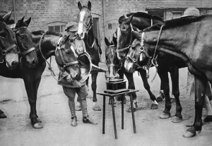Gramophone Prints: Lieutenant Mike Rimmington training horses for the army, WW1