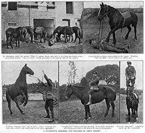 Breaker Prints: Lieutenant Rimington - breaker & teacher of Army horses, WW1