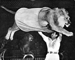 Year Prints: Lion jumping through a tube at the Bertram Mills Circus, 195