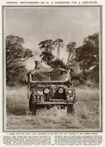 Sits Prints: Lioness sitting on top of a Series One Land Rover