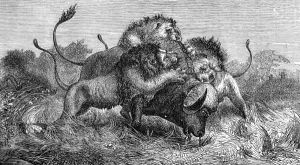 Trip Prints: Lions attacking a Buffalo, South Africa, 1857