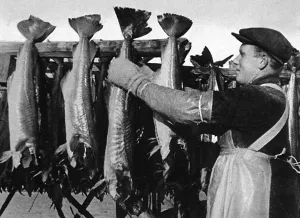 Drying Prints: The Lofoten Islands, Norway, 1941
