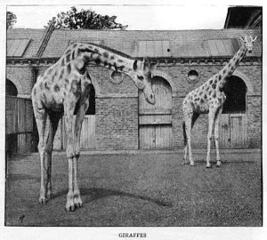 1885 Prints: London Zoo Giraffes