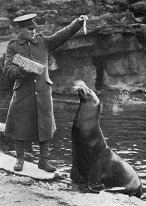 Feeding Prints: London zookeeper in uniform saying farewell to seal