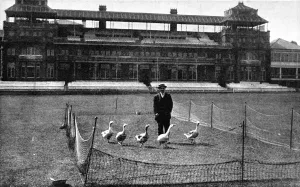 Pavilion Prints: Lords Cricket Ground as a Goose Farm, 1915