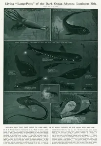 Marine Prints: Luminous Deep-Sea Fish by G H Davis