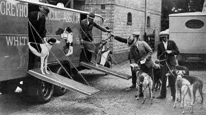 Luxury Prints: Luxury transport for greyhounds - the new GRA conveyance
