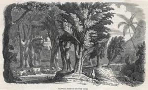 Indies Prints: Mahogany, West Indies