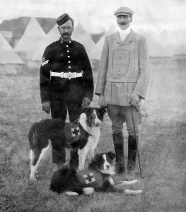 Japanese Prints: Major Richardson and his ambulance dogs