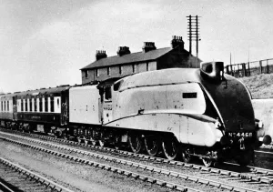 Track Prints: The Mallard