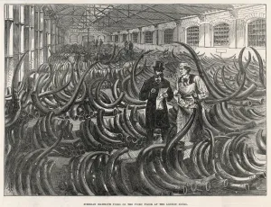 Fill Prints: Mammoth Tusks