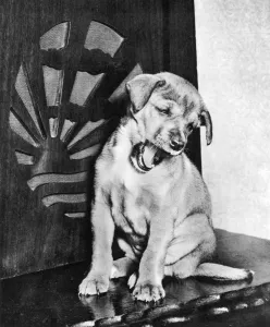 Bored Prints: Mans Best Friend
