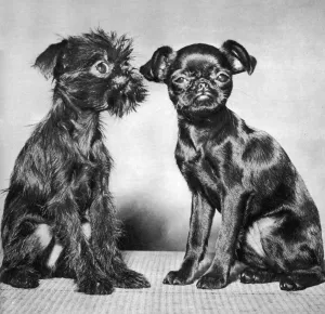 Cute Prints: Mans Best Friend