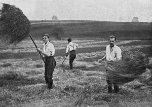 Helping Prints: Marlborough College boys making hay, WW1