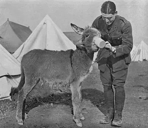26th Prints: A Mascot in Salonika, WW1