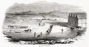 Store Prints: Forty men and twelve horses would cut and stow away 400 tons a day