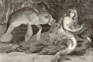 Mermaid Prints: Mer-People / Look-Alikes