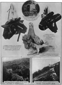 Ideal Prints: Military spy - a camera carrying pigeon