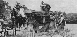 Carlton Prints: A model dairy farm at Carlton House Terrace, WW1