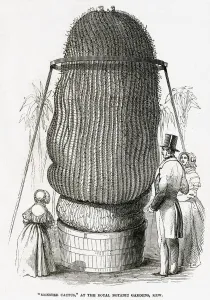 Gardens Prints: Monster Cactus at Kew Gardens 1846