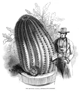 Gardens Prints: Monster Cactus at the Royal Botanic Gardens, Kew, 1845